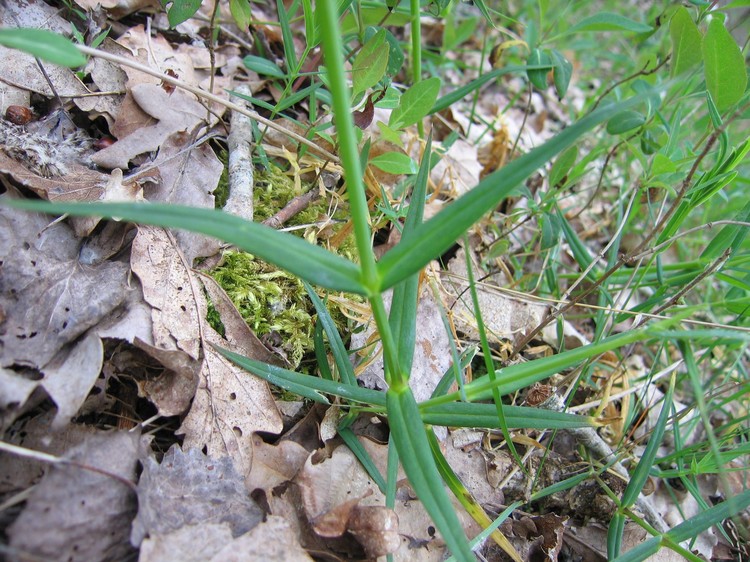 Stellaria holostea