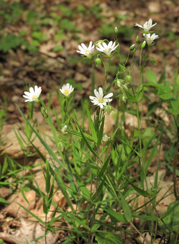 Stellaria holostea