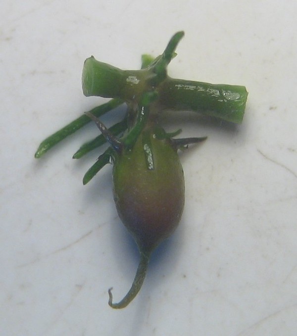 Ceratophyllum demersum