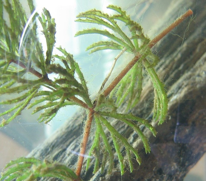 Ceratophyllum demersum