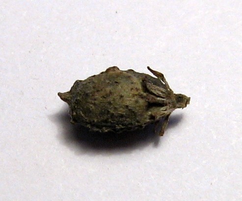 Ceratophyllum submersum