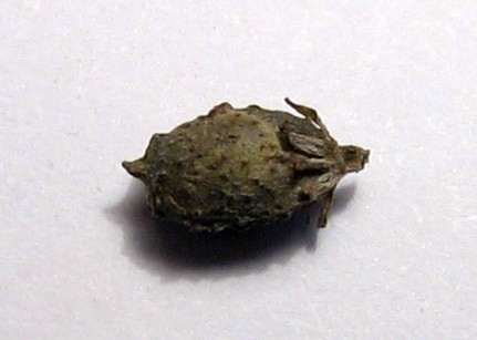 Ceratophyllum submersum