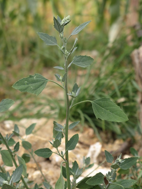 Chenopodium album