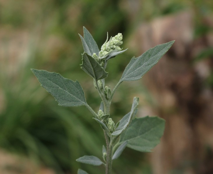 Chenopodium album