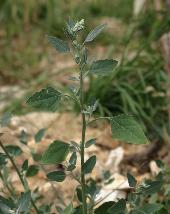 Chenopodium album