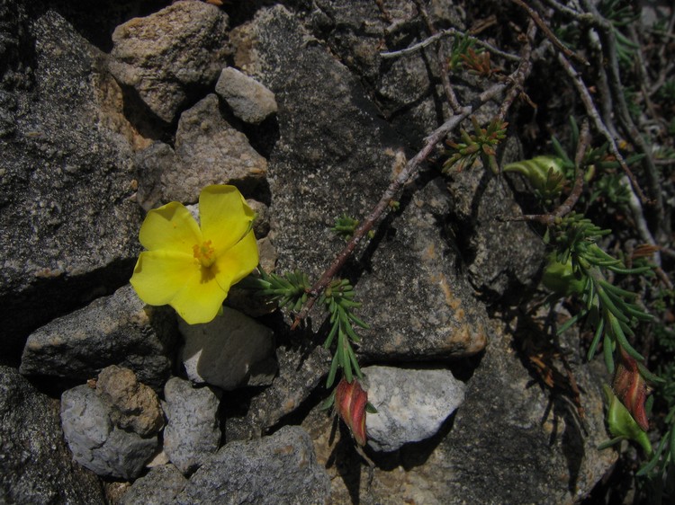 Fumana procumbens