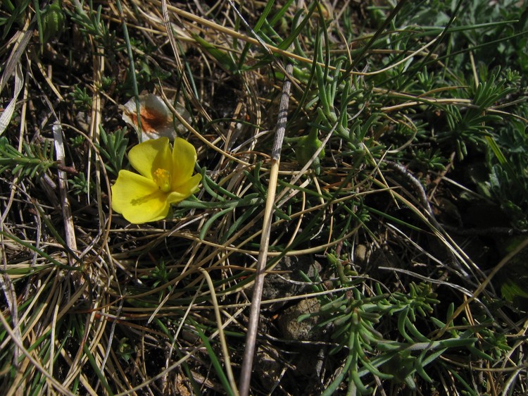 Fumana procumbens