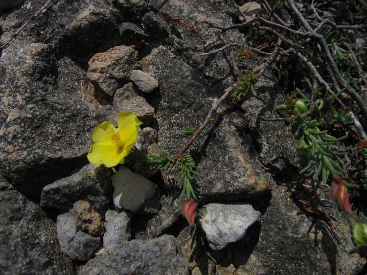 Fumana procumbens