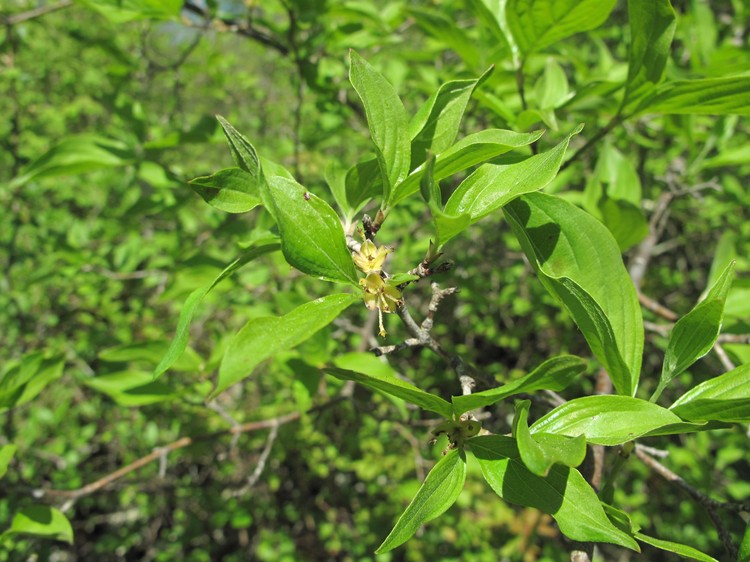 Cornus mas