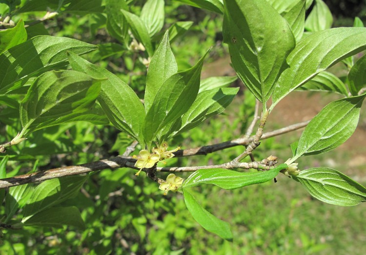 Cornus mas