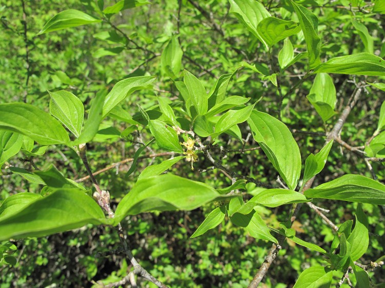 Cornus mas