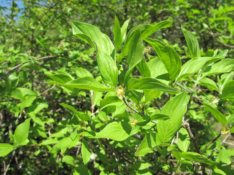 Cornus mas