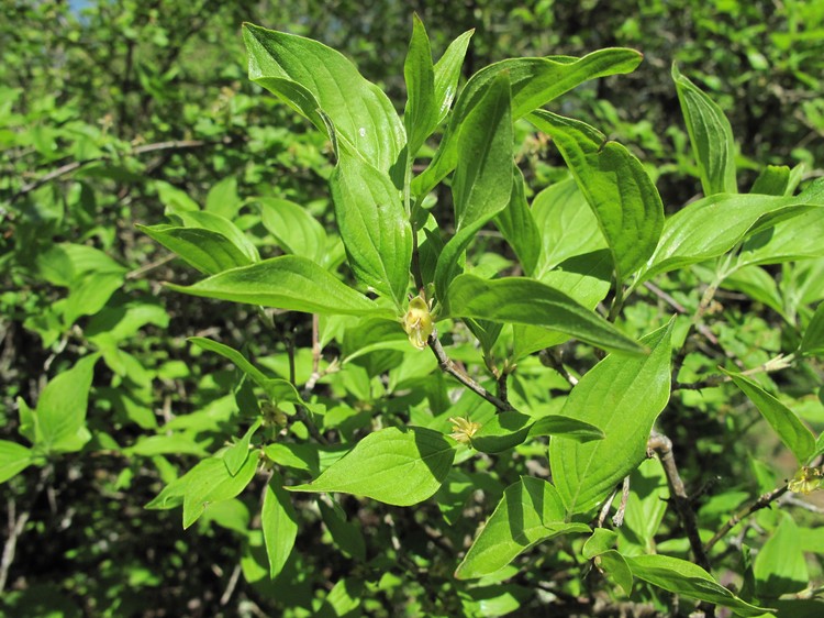 Cornus mas