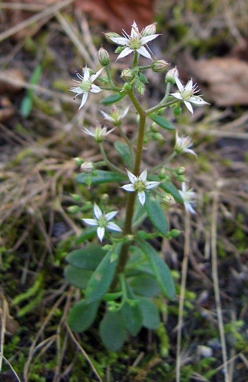 Sedum cepaea