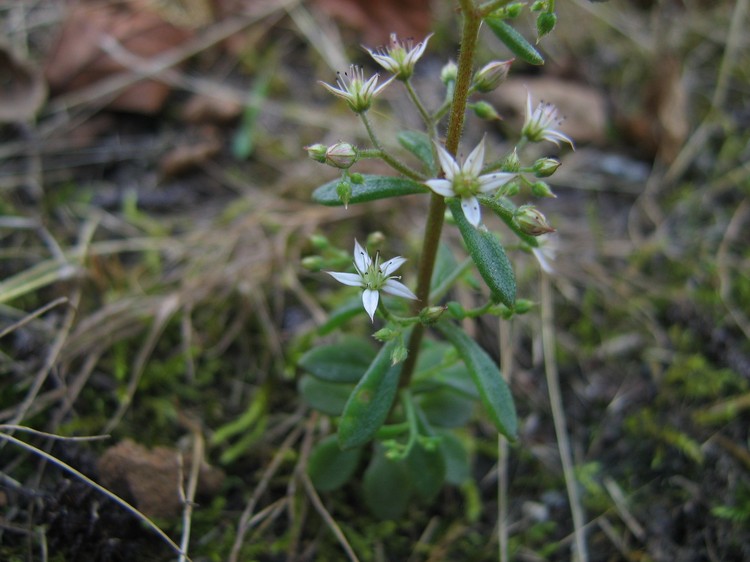 Sedum cepaea