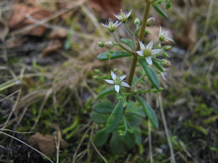 Sedum cepaea