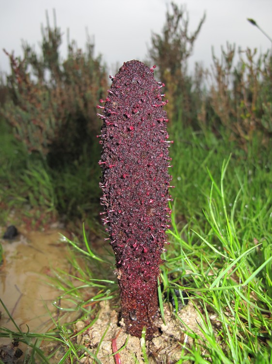 Cynomorium coccineum