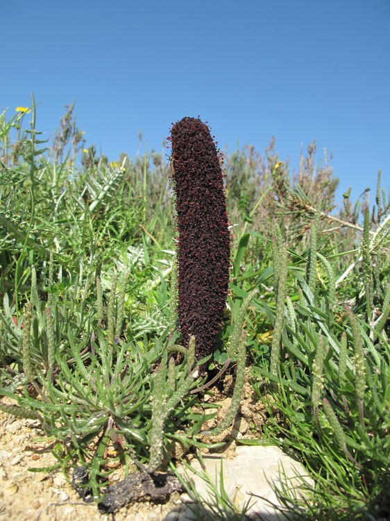 Cynomorium coccineum