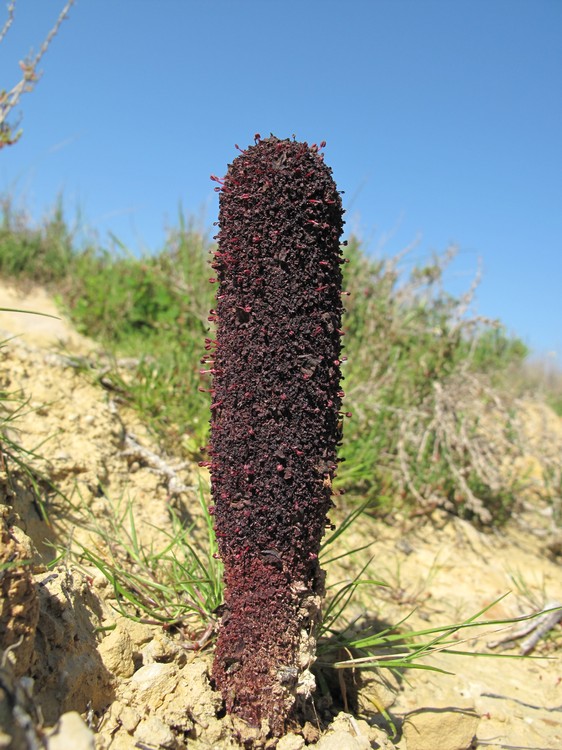 Cynomorium coccineum