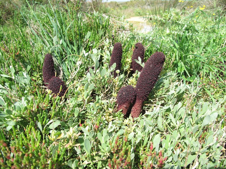 Cynomorium coccineum