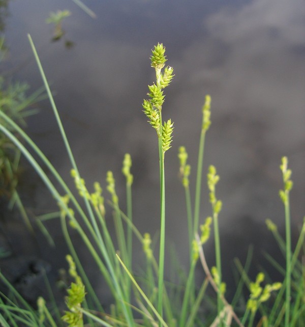 Carex curta