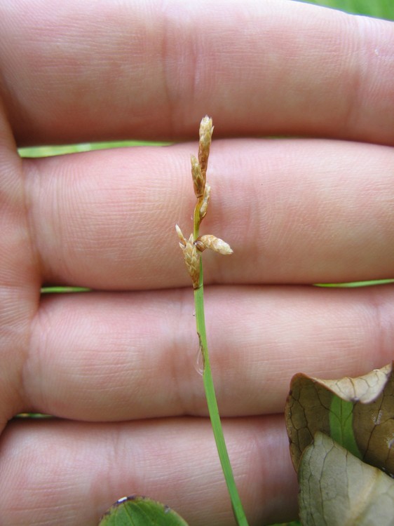 Carex curta