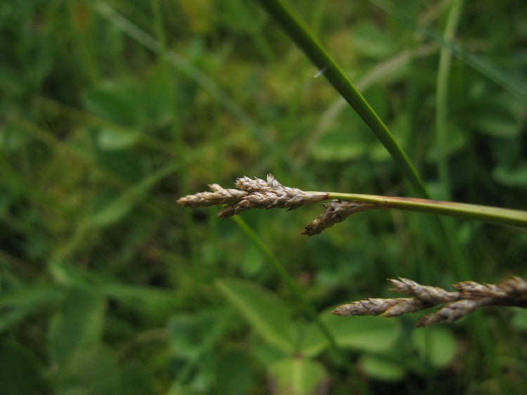 Carex curta