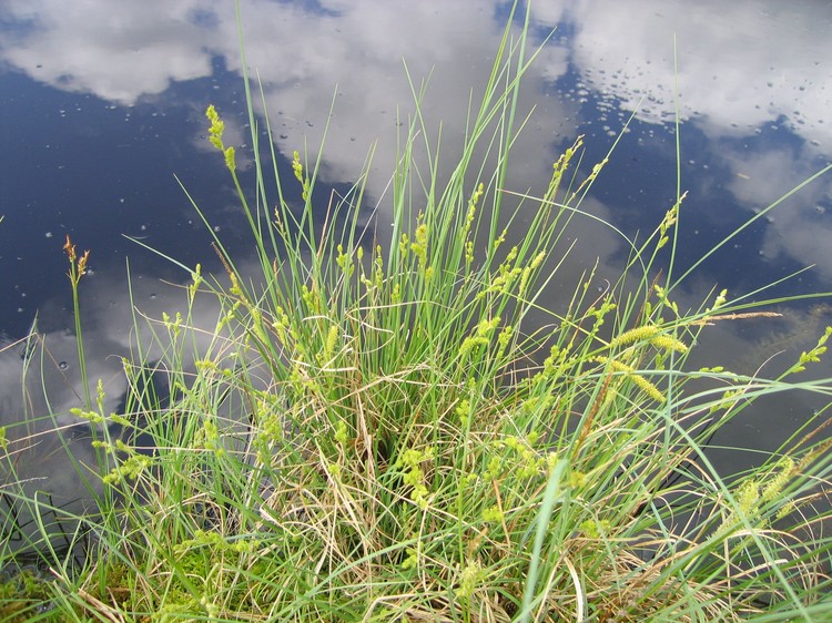 Carex curta