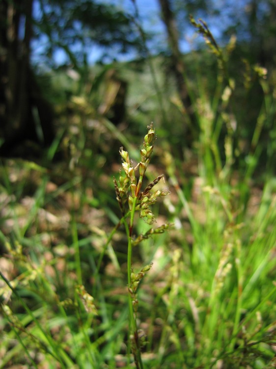 Carex digitata