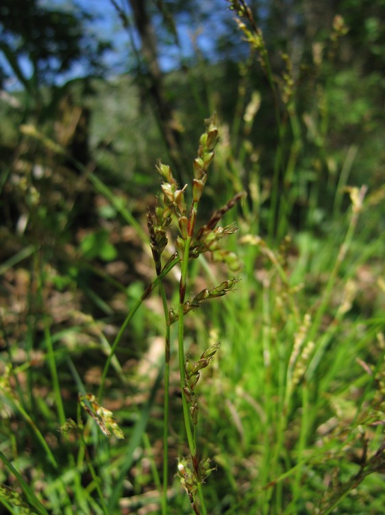 Carex digitata