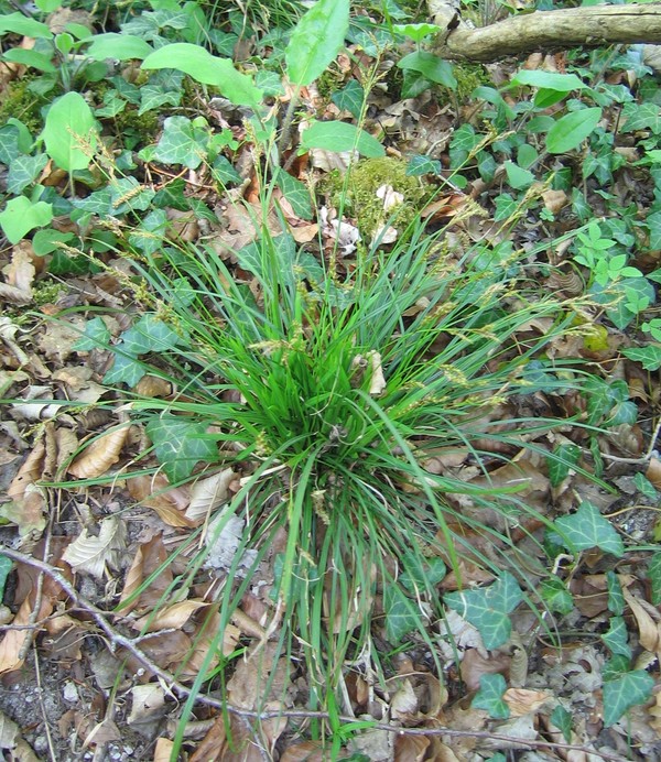 Carex digitata