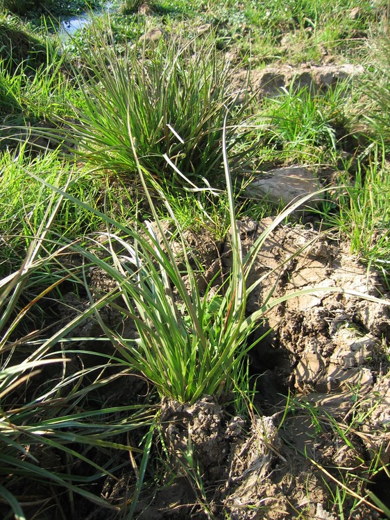 Carex hordeistichos