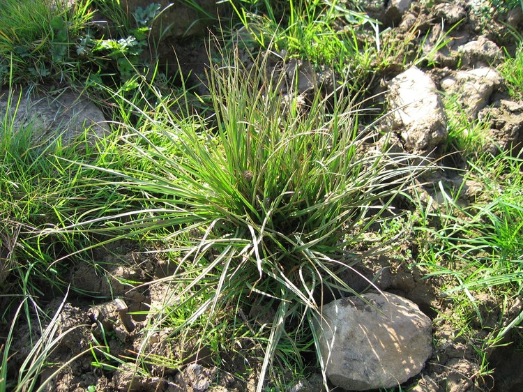 Carex hordeistichos