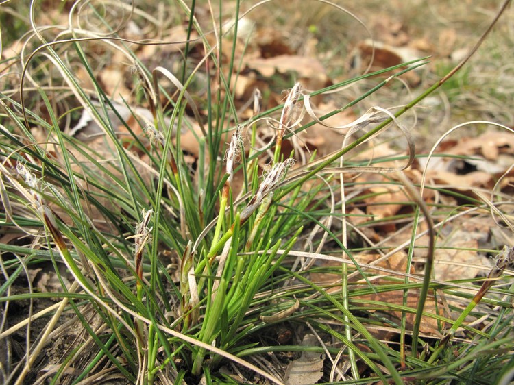Carex humilis