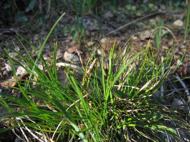 Carex humilis