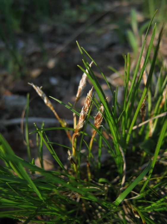 Carex humilis