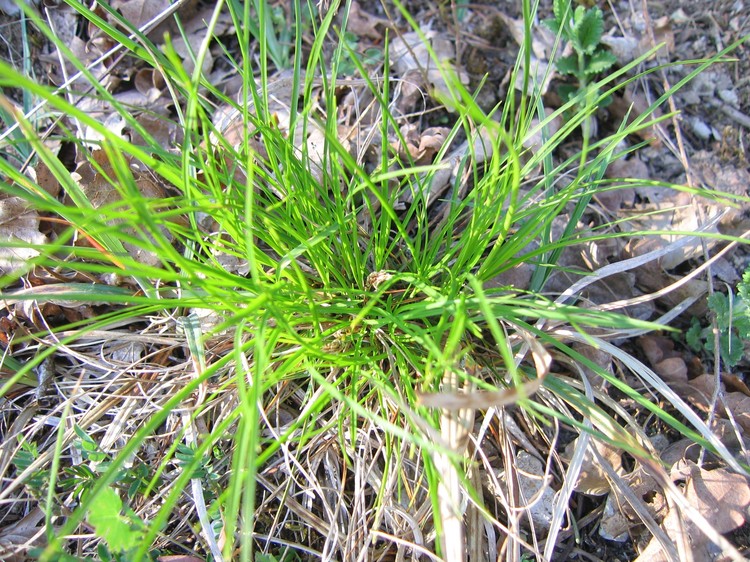 Carex humilis
