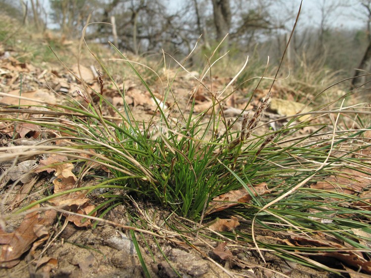 Carex humilis