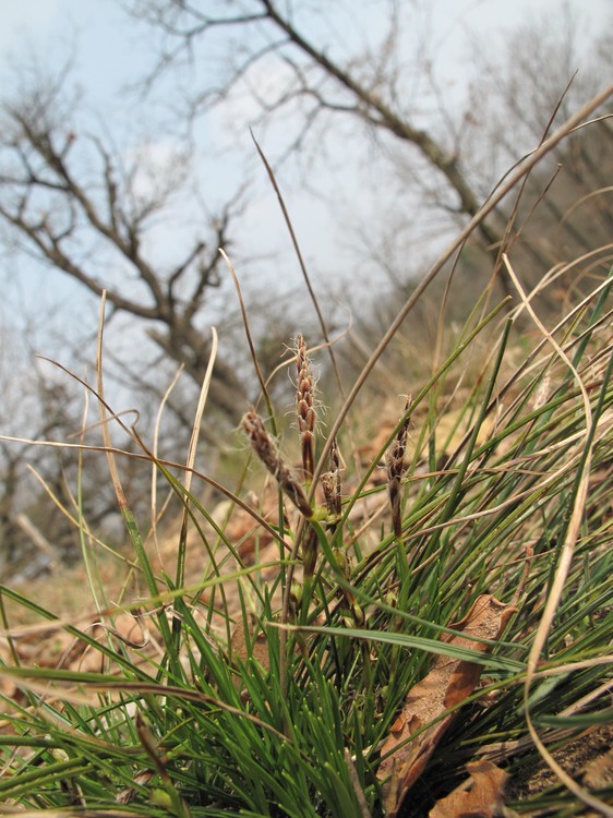 Carex humilis