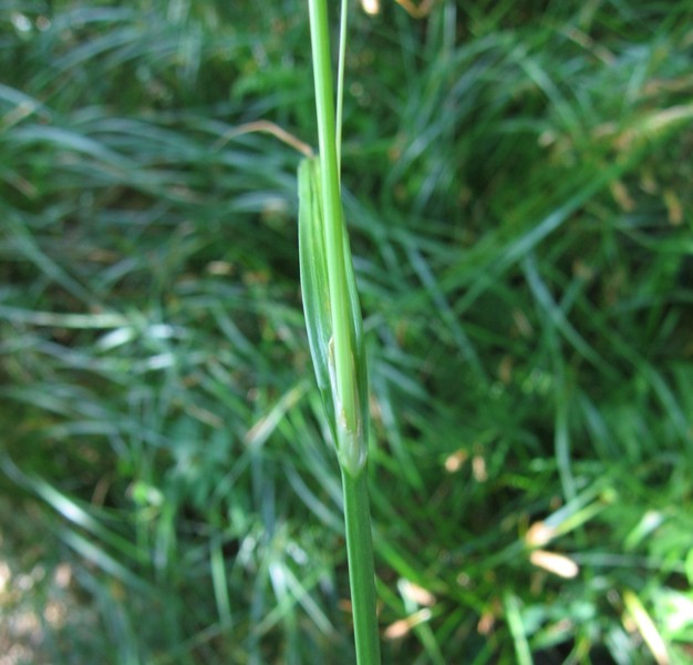 Carex laevigata