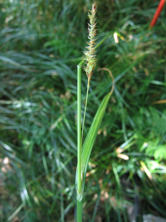 Carex laevigata