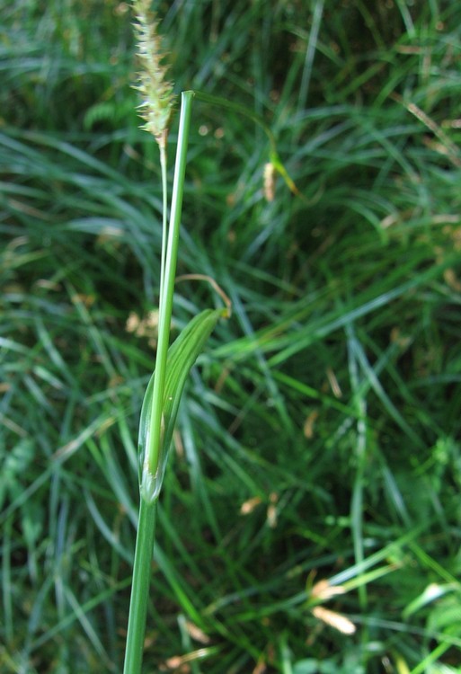 Carex laevigata