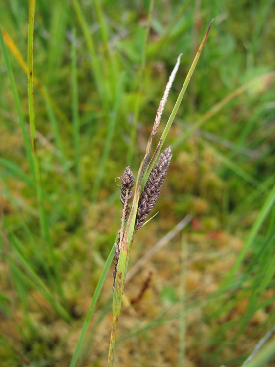 Carex nigra