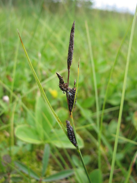 Carex nigra