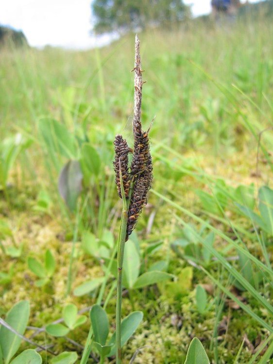 Carex nigra