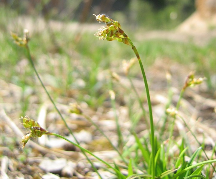 Carex ornithopoda