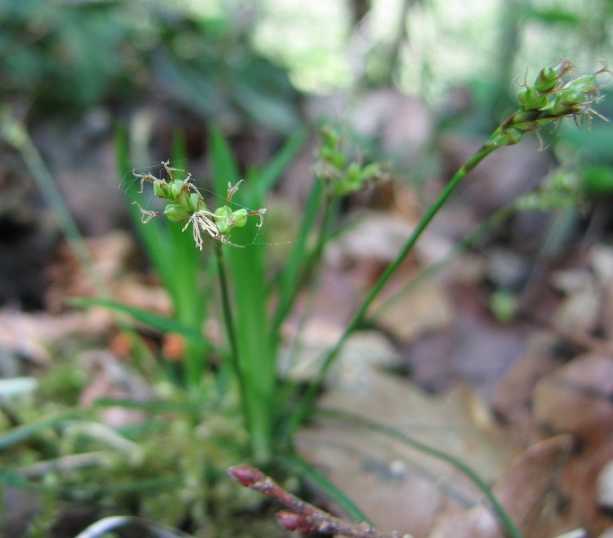 Carex ornithopoda