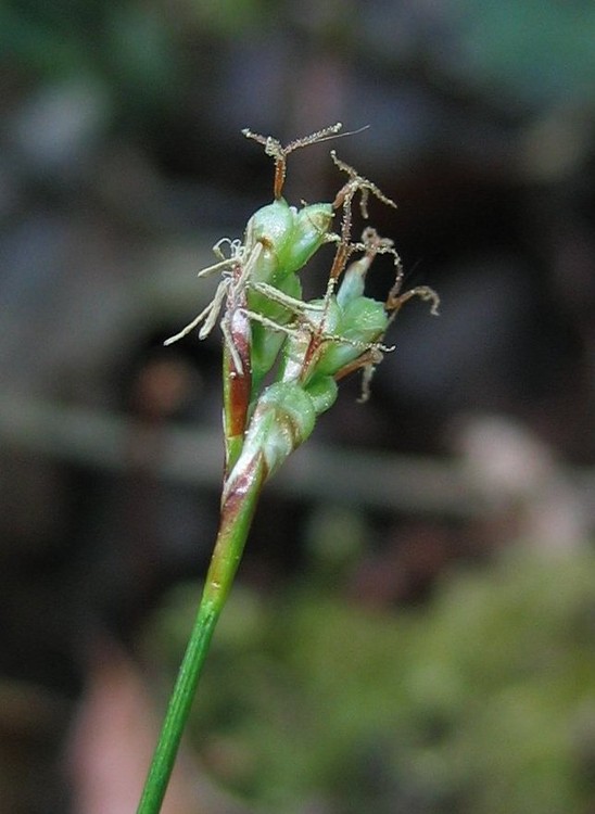 Carex ornithopoda