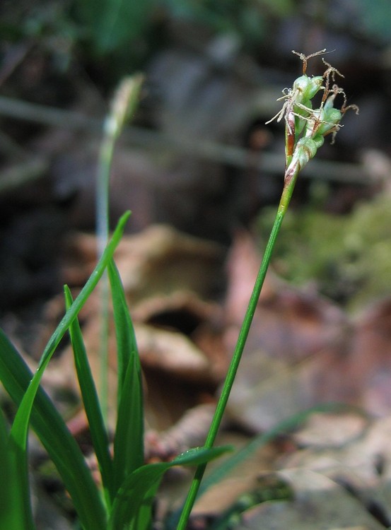 Carex ornithopoda