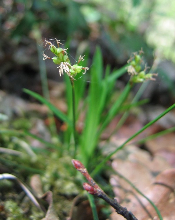 Carex ornithopoda
